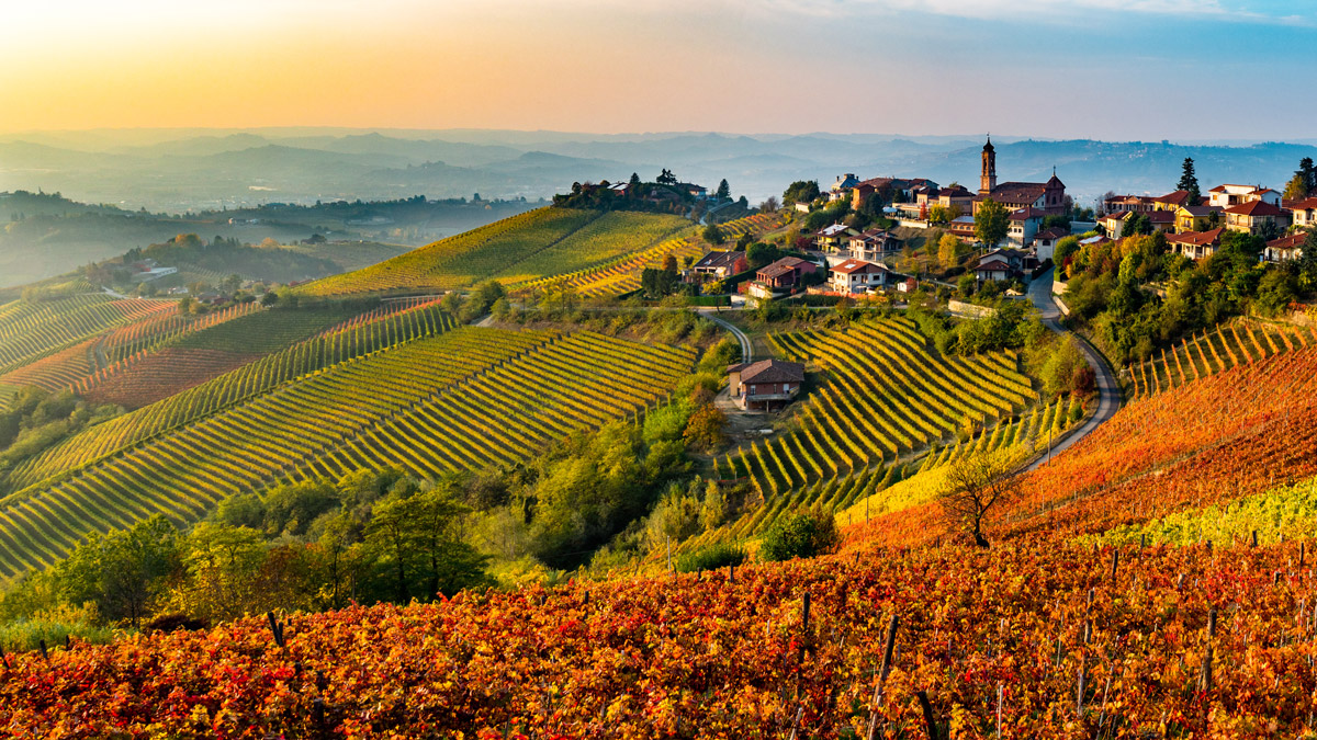 il mercato dei vini piemontesi investire in vino